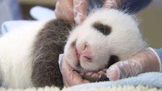 Saving Giant Pandas
