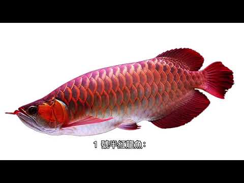 龍魚種類