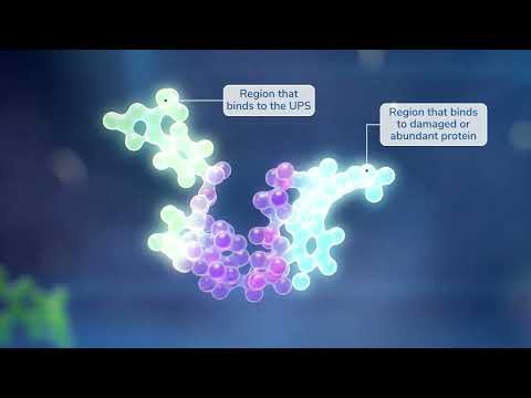 Arvinas PROTAC® Protein Degraders | 3D Animation Explainer | Biotech Innovation | ArvinasInc