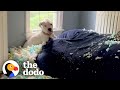 100 Pound Deaf Puppy Meets Her Senior Dog Sister And ️ The Dodo