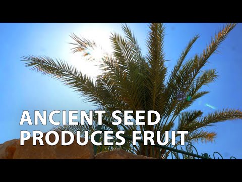 A Date Palm Tree Sprouted from Ancient Seed
