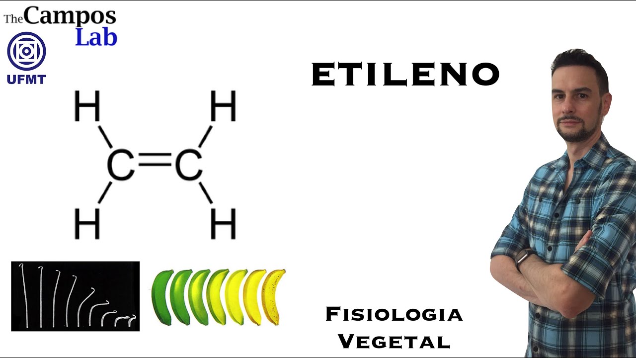 Etileno (3/3): Biossíntese e Sinalização