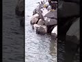 Are those bald eagles?