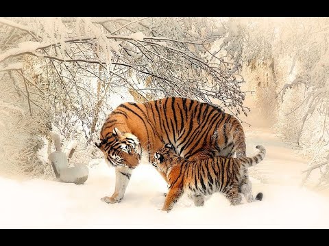 Dadaloğlu- Yedi İklim Dört Köşeyi Dolandım Şiiri