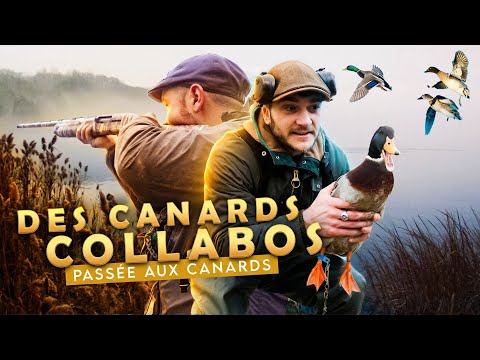 2 passes to the ducks in a field that is flooding