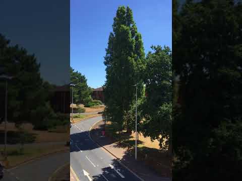 グレーポプラ 植物