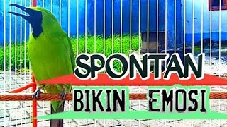 Download lagu Masteran Dan Terapi Cucak Ijo Drop Mental,Birahi Melet & Macet Bunyi Dengar ini Auto Langsung Nyaut. mp3 Download lagu Masteran Dan Terapi Cucak Ijo Drop Mental,Birahi Melet & Macet Bunyi Dengar ini Auto Langsung Nyaut. mp3