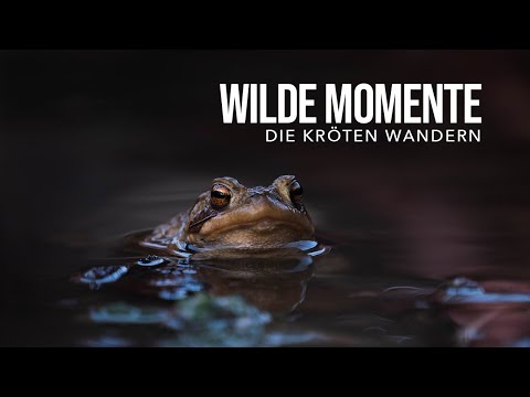 Kröten wandern? - Wildlife Fotografie und Naturimpressionen (Fujifilm 100-400mm)