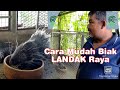 Inovasi Usahawan Landak Raya RAHSIA Teknik Kaedah Pembiakan Sangat Mudah