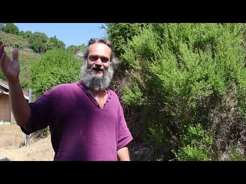 Operation Pollination... cannabis pollen chucking fun!