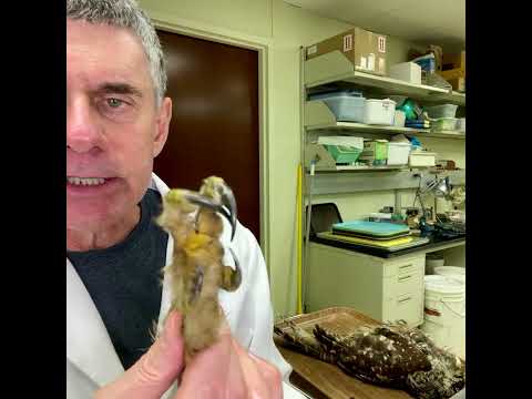 Random Act of Anatomy - owl feet