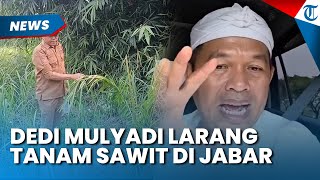 BEDA DARI PRABOWO, Dedi Mulyadi Larang Tanam Sawit di Jawa Barat, Singgung Bencana Lingkungan