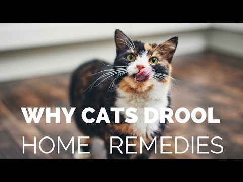 Why Your Cat Is Drooling, and What You Can Do About It