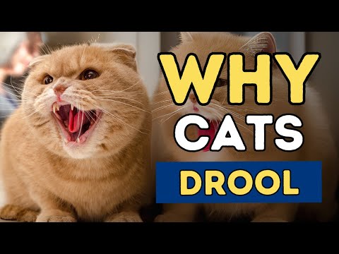 Why Your Cat Is Drooling, and What You Can Do About It