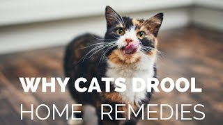 Why Your Cat Is Drooling, and What You Can Do About It