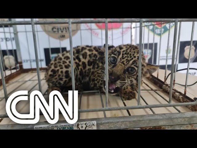 Filhote de onça é resgatado e homem é preso | VISÃO CNN