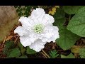 ABC TV | How To Make Scabiosa Flower From Crepe Paper - Craft Tutorial