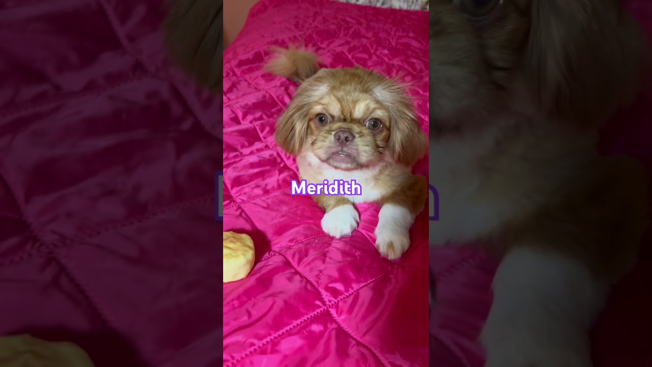 Enlarge Meridith, an adopted Pekingese in Arnold, MO video 4/4