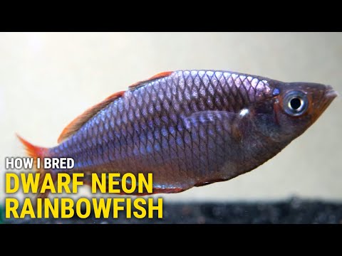 How I Bred Dwarf Neon Rainbowfish at Home