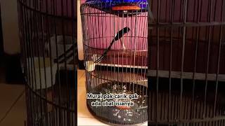 Download lagu Murai ekor 24 cm gak ada obat keluar semua materinya #kicaumania #kicaumanianusantara #kicauburung mp3