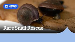 Conservation win after rare snails brought back from brink of extinction | ABC NEWS