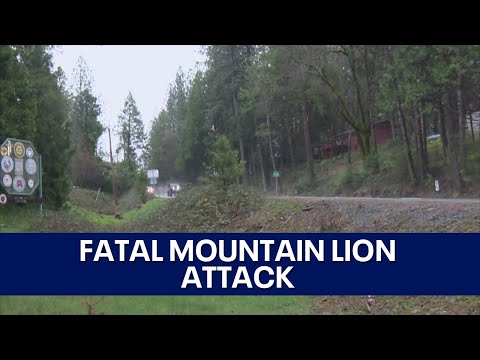 Mountain lion attack kills 1 man