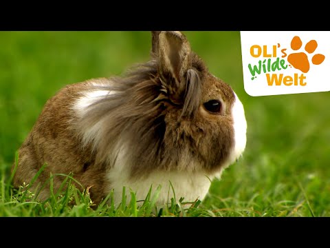 Kaninchen - gesellig oder Einzelgänger? | OLI's Wilde Welt