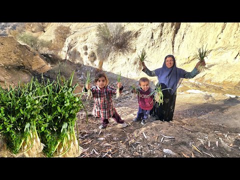 Exciting Journey of Esmat to Gather Mountain Herbs 🌿🏔️