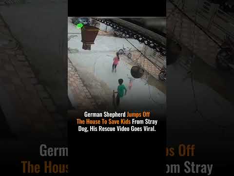 German Shepherd Jumps OffThe House To Save Kids From Stray Dog, His Rescue Video Goes Viral. #shorts
