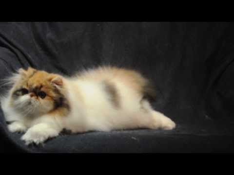 Toy Tricksy Zareena 24_01_2014