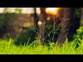 Copyright Free Nature Videos No Copyright Video Nature Download Copyright Free Nature Video