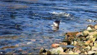 preview picture of video 'Гренландские тюлени...Как они есть))'