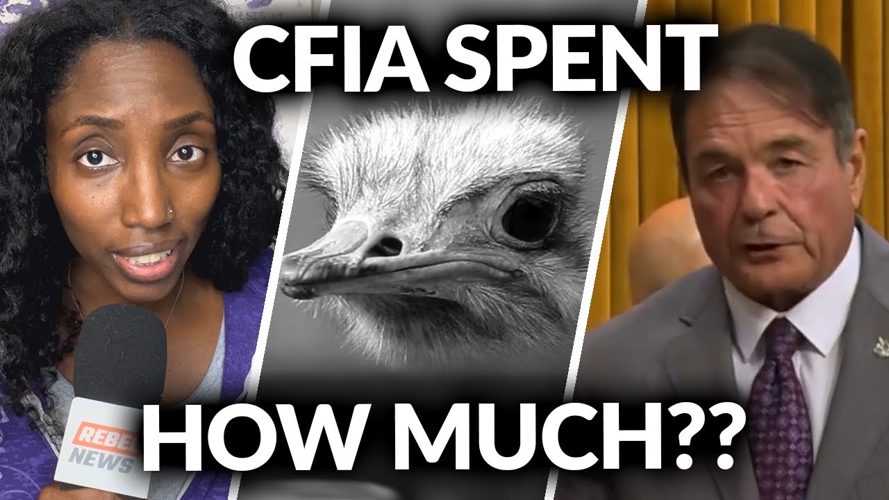 Canada spent nearly $1M killing ostriches, but full cost remains hidden