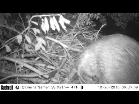 Biber bauen Burg in 11 Tagen - 5 Bilder/sec