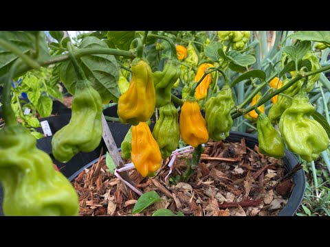 Madame Jeanette Yellow Pepper Plant Update and Review