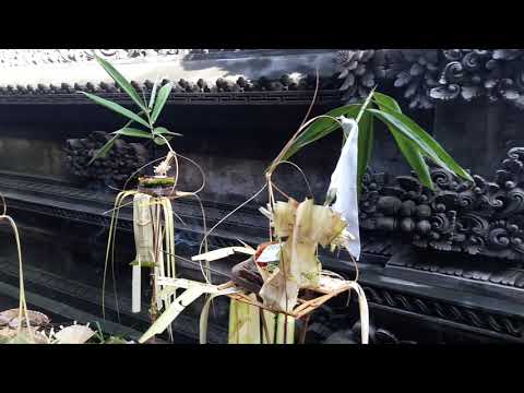 Upacara agama ngelud, mecaru, ngangkat dari laut, segeh agung 20.1.19(3)