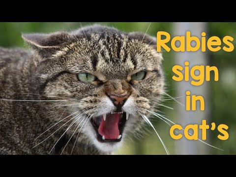 Can Rabies Transfer from CAT to Human / Rabies in cat / Rabies sign in Cat /Cat bite vaccination