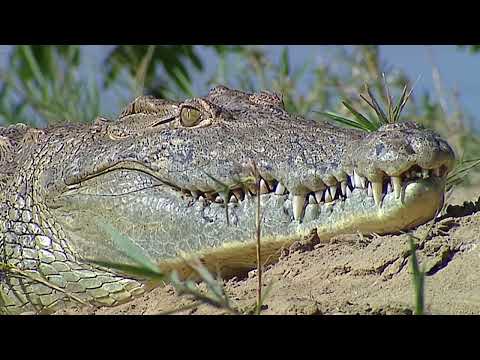 NILE CROCODILE | The Deadliest Reptile on Earth | 4K