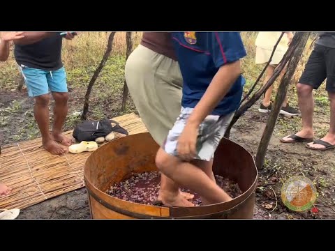 O PISAR  DA UVA ISABEL EM NATUBA  (PB)