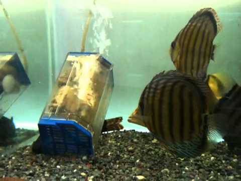 New 8" ST Super Golden Creamy Bright Yellow Base.MOV