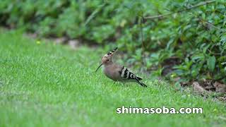 ヤツガシラ3羽、アカショウビンたくさん(動画あり)