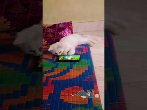 Cristal watching tom and Jerry 🥰 #cartoon#tomandjerry#catlover#cat #viralshorts#shorts