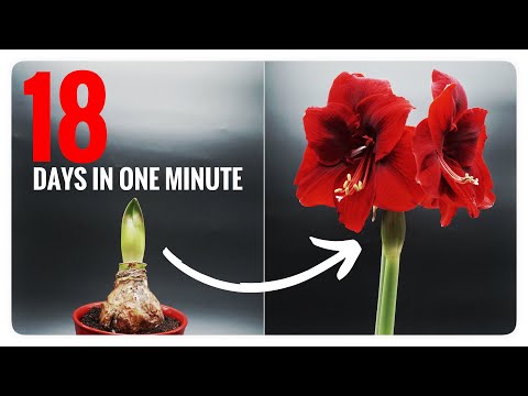 Amaryllis Christmas Flower – 18 Days Time Lapse 4K