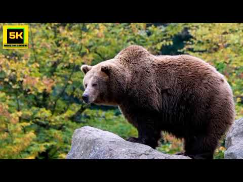 5k African Wildlife: Ultimate wild animal collection in All Animals video 5k