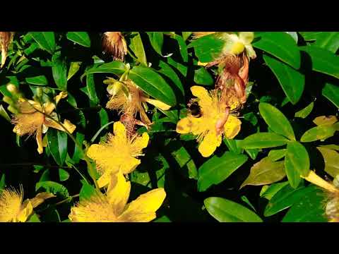 Slow motion bee filmed with Moto g7 plus