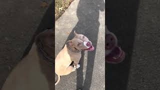 American Staffordshire Terrier Puppies Videos