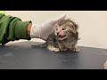 Philadelphia Animal Welfare Society