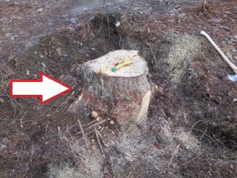 Eps.#98 Stump removal 101: Can you remove a stump with a chainsaw and a little elbow grease?