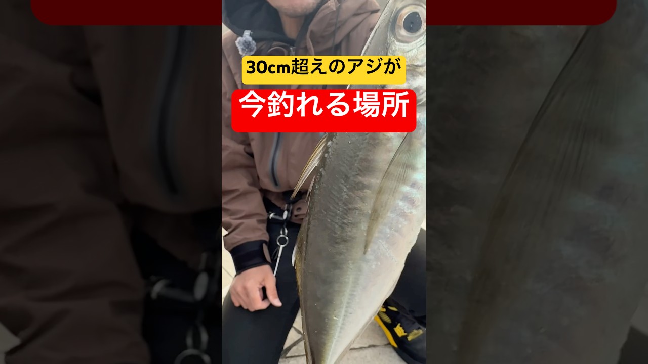 30cm超えるアジが釣れる伝説のポイント　#shorts #short