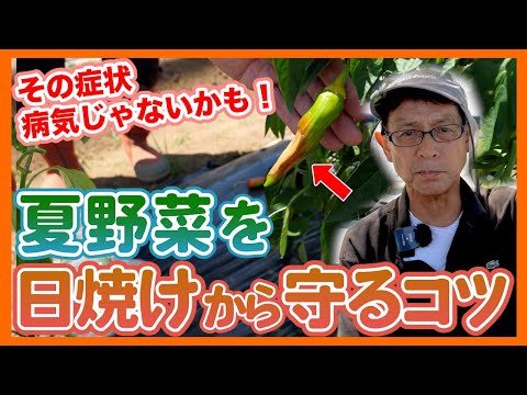 野菜や果物を熱から守るために菜園に日陰を作る経済的な熱波対策のヒント